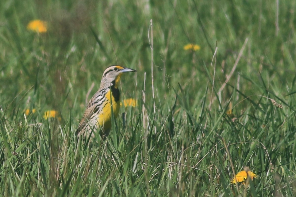 Eastern Meadowlark - Jennifer Allison