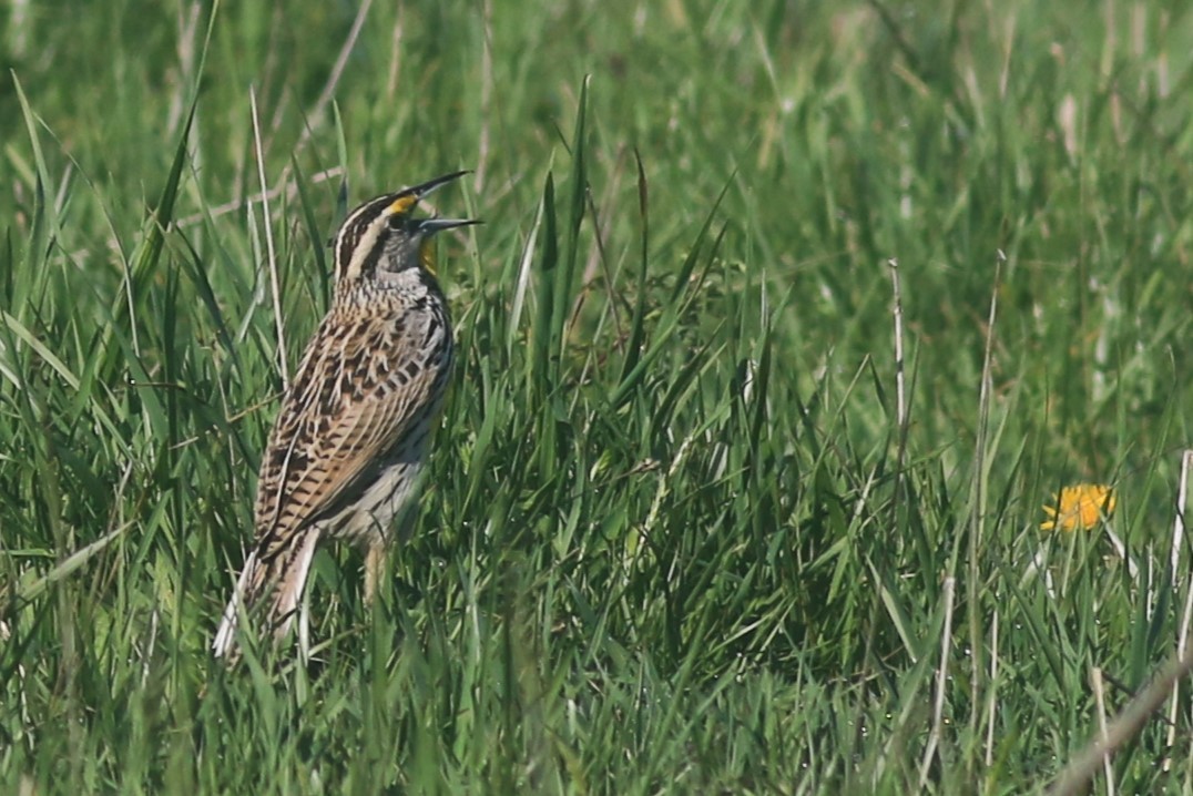 Eastern Meadowlark - Jennifer Allison