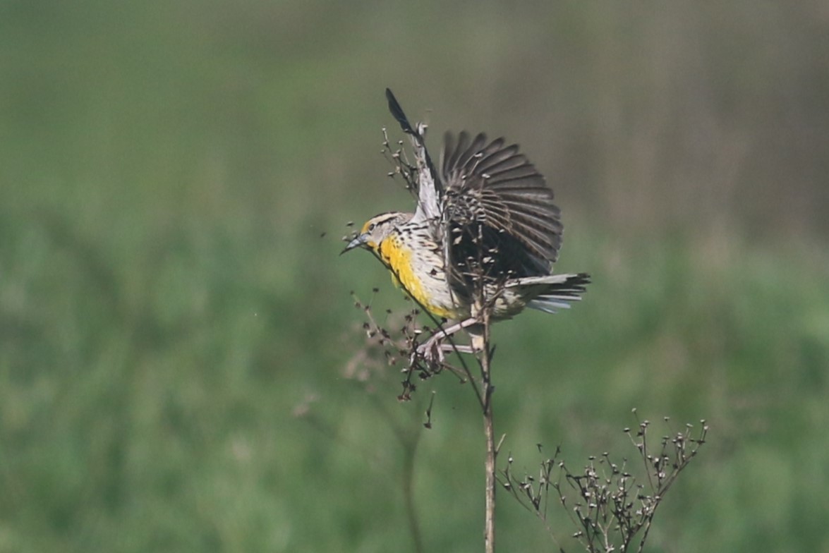 Eastern Meadowlark - Jennifer Allison