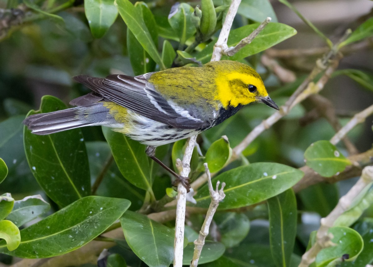 Black-throated Green Warbler - ML618056855