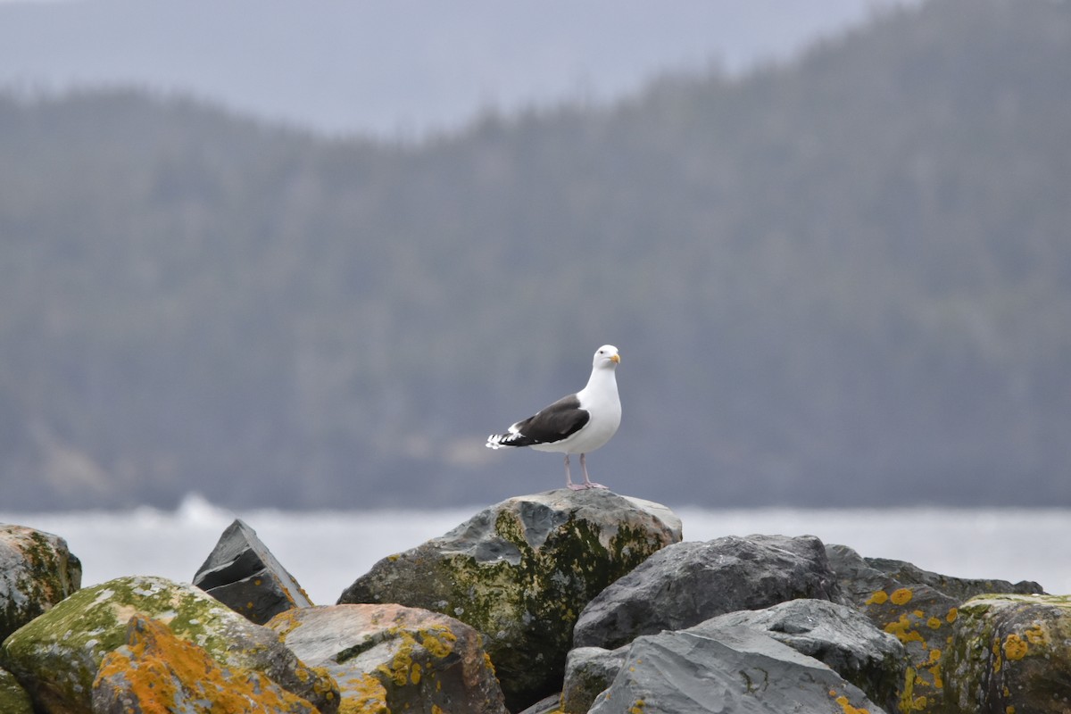 Great Black-backed Gull - ML618056863