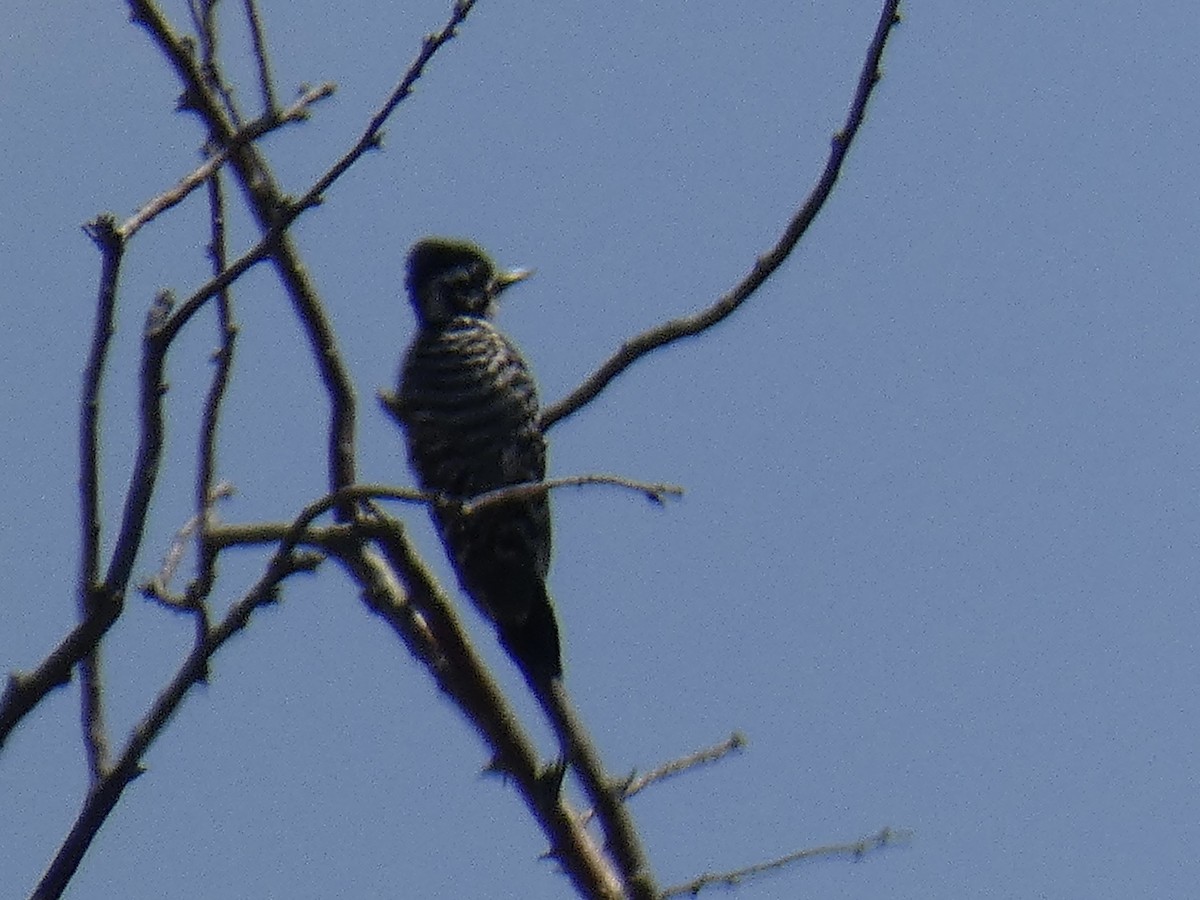 Ladder-backed Woodpecker - Cory Ross