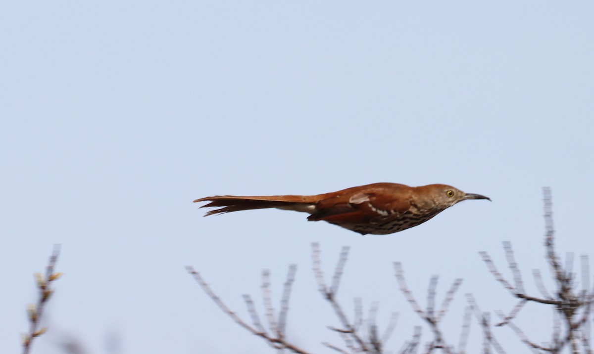 Brown Thrasher - Stefan Mutchnick