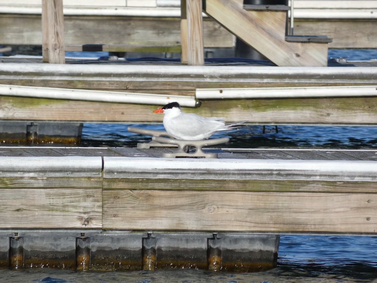 Caspian Tern - ML618056891