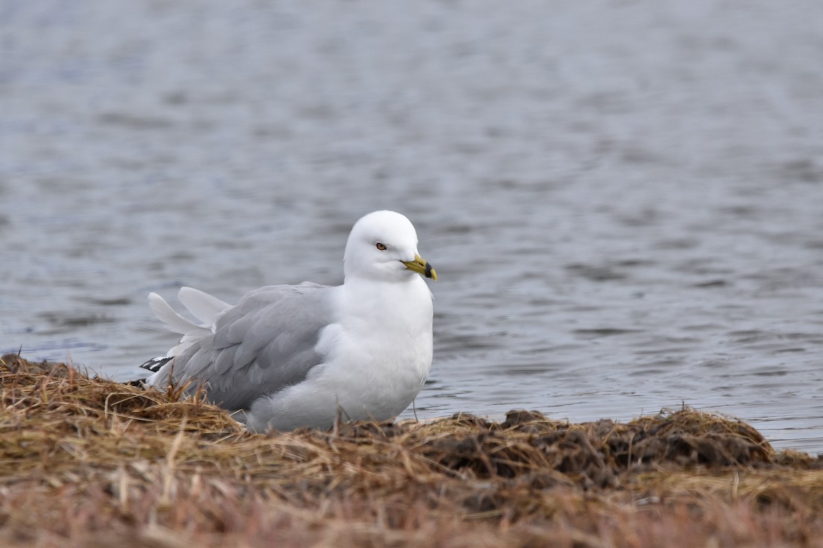 Gaviota Argéntea - ML618056920