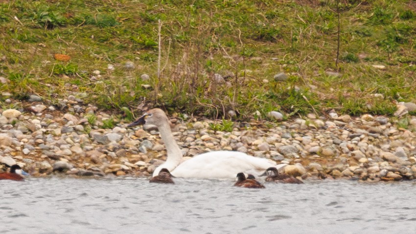 Tundra Swan - ML618056943