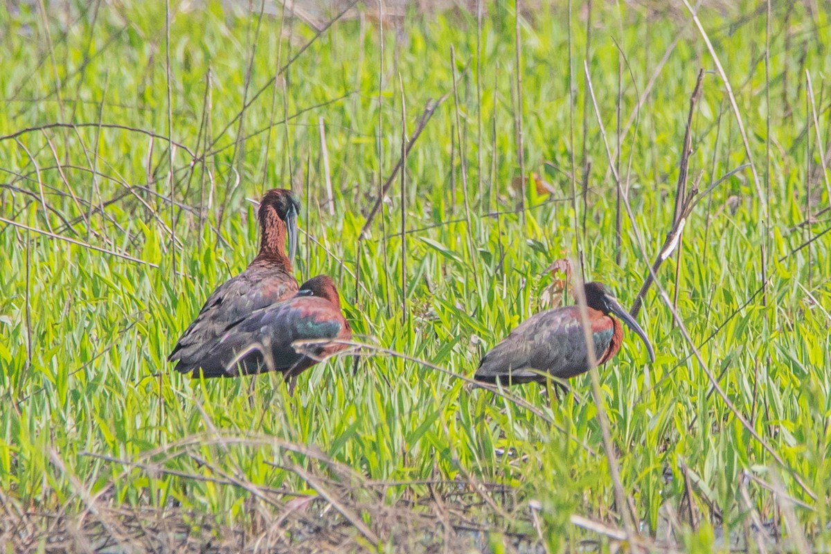 ibis hnědý - ML618056947