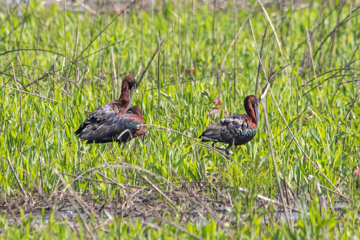 ibis hnědý - ML618056948