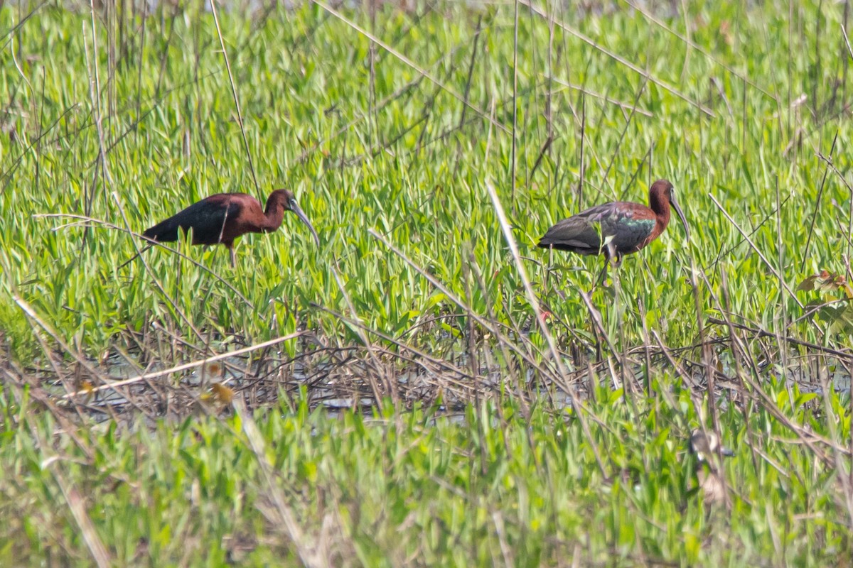 Glossy Ibis - ML618056952