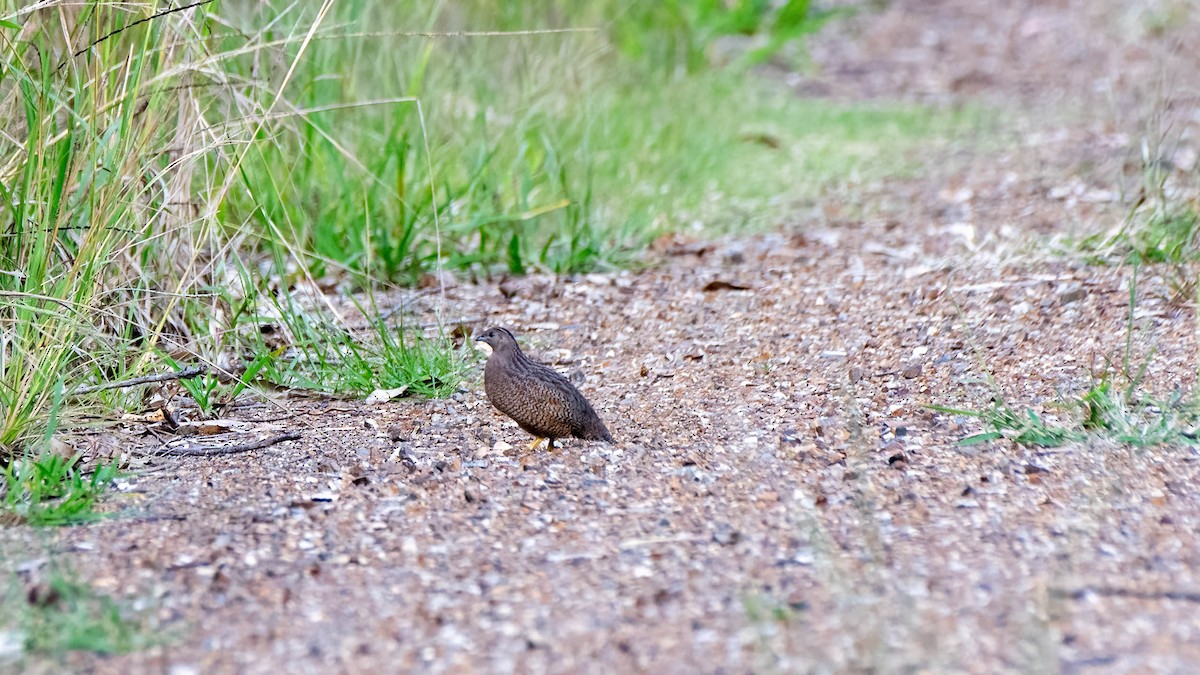 Brown Quail - Gordon Arthur