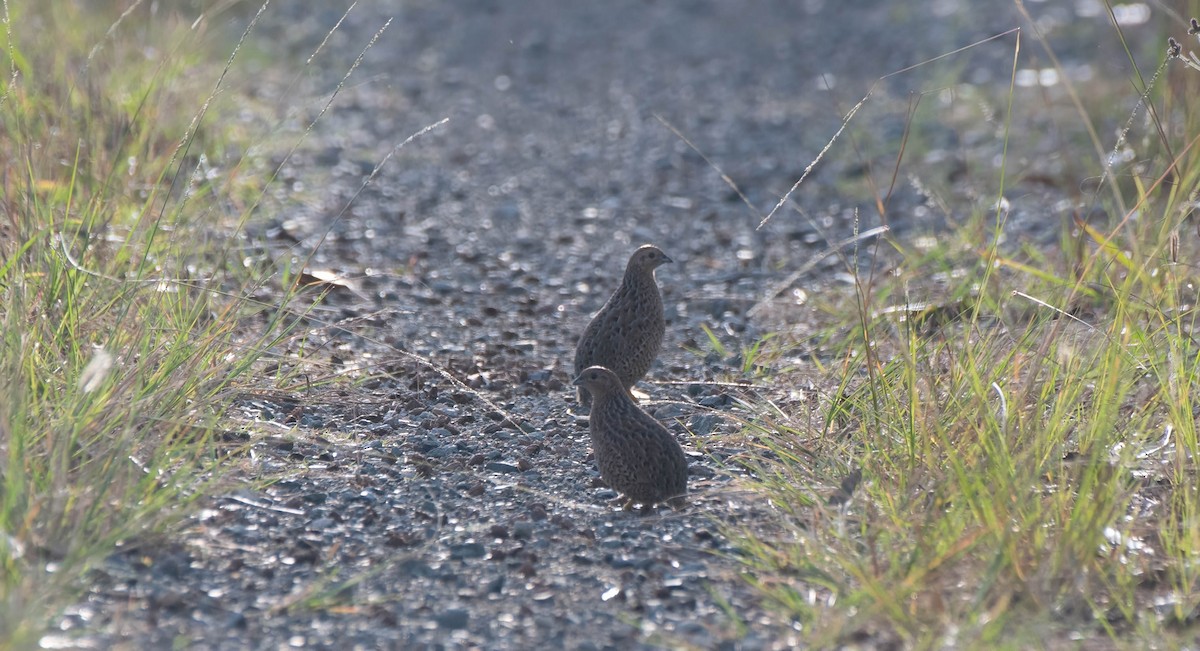 Brown Quail - ML618056967