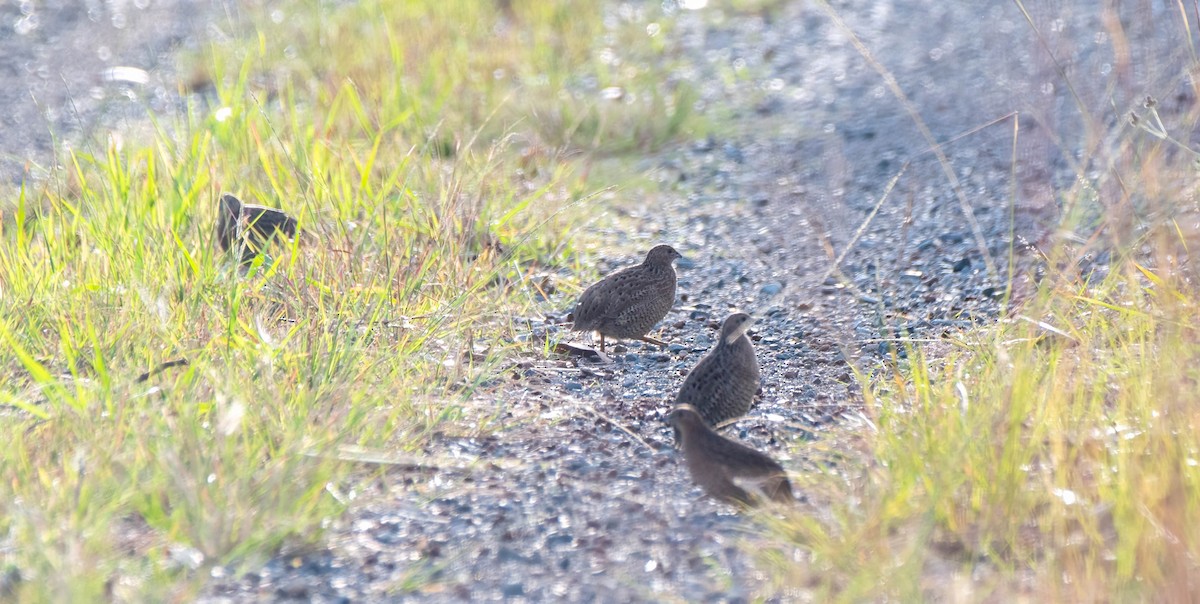 Brown Quail - ML618056968