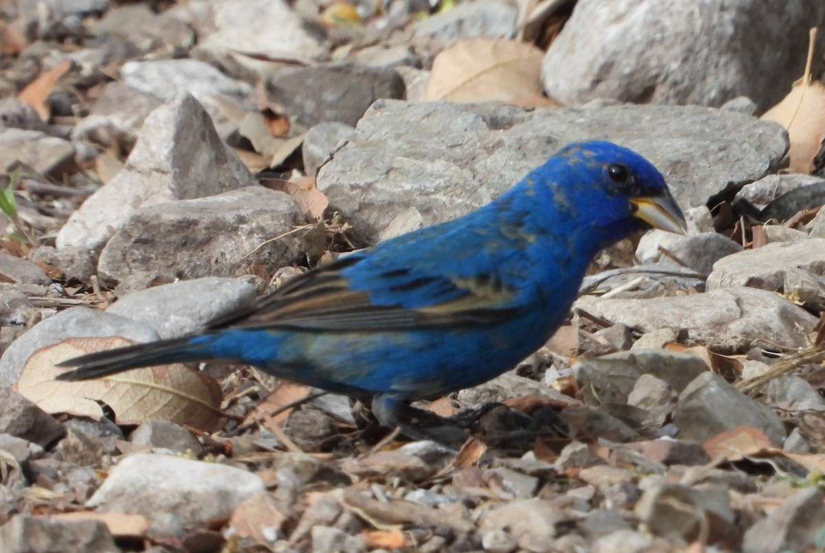 Passerin indigo - ML618056976