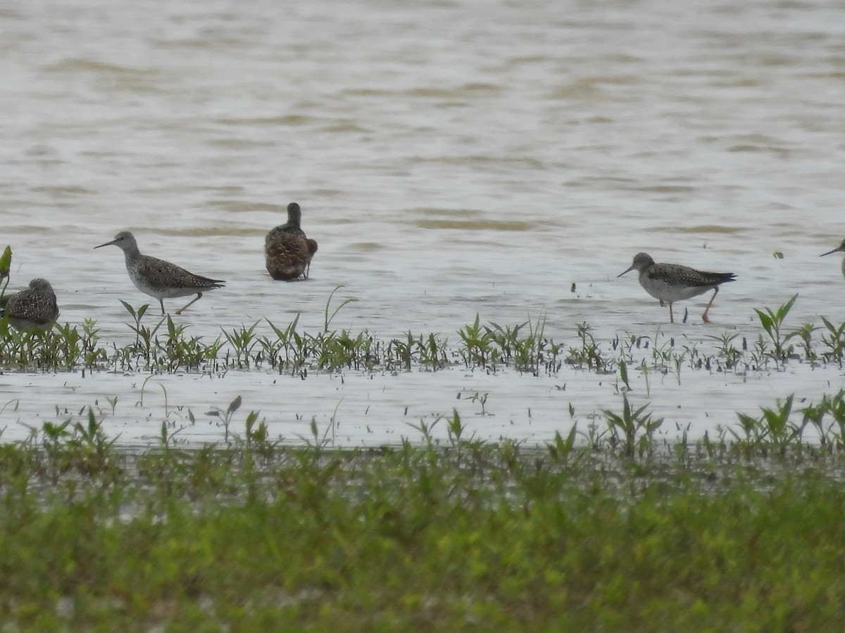 Lesser Yellowlegs - ML618056977