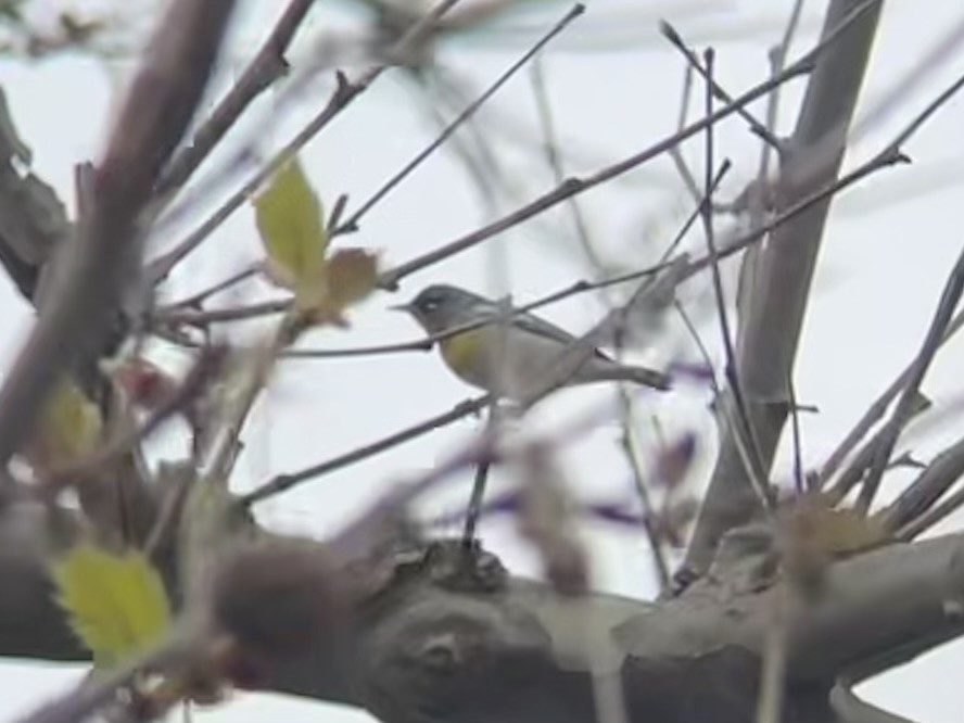 Northern Parula - Greg J