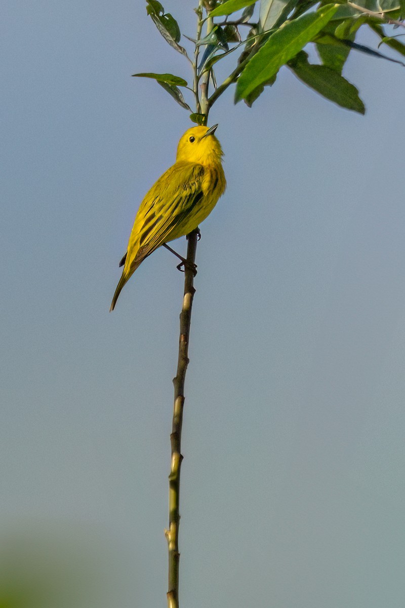Yellow Warbler - ML618056998