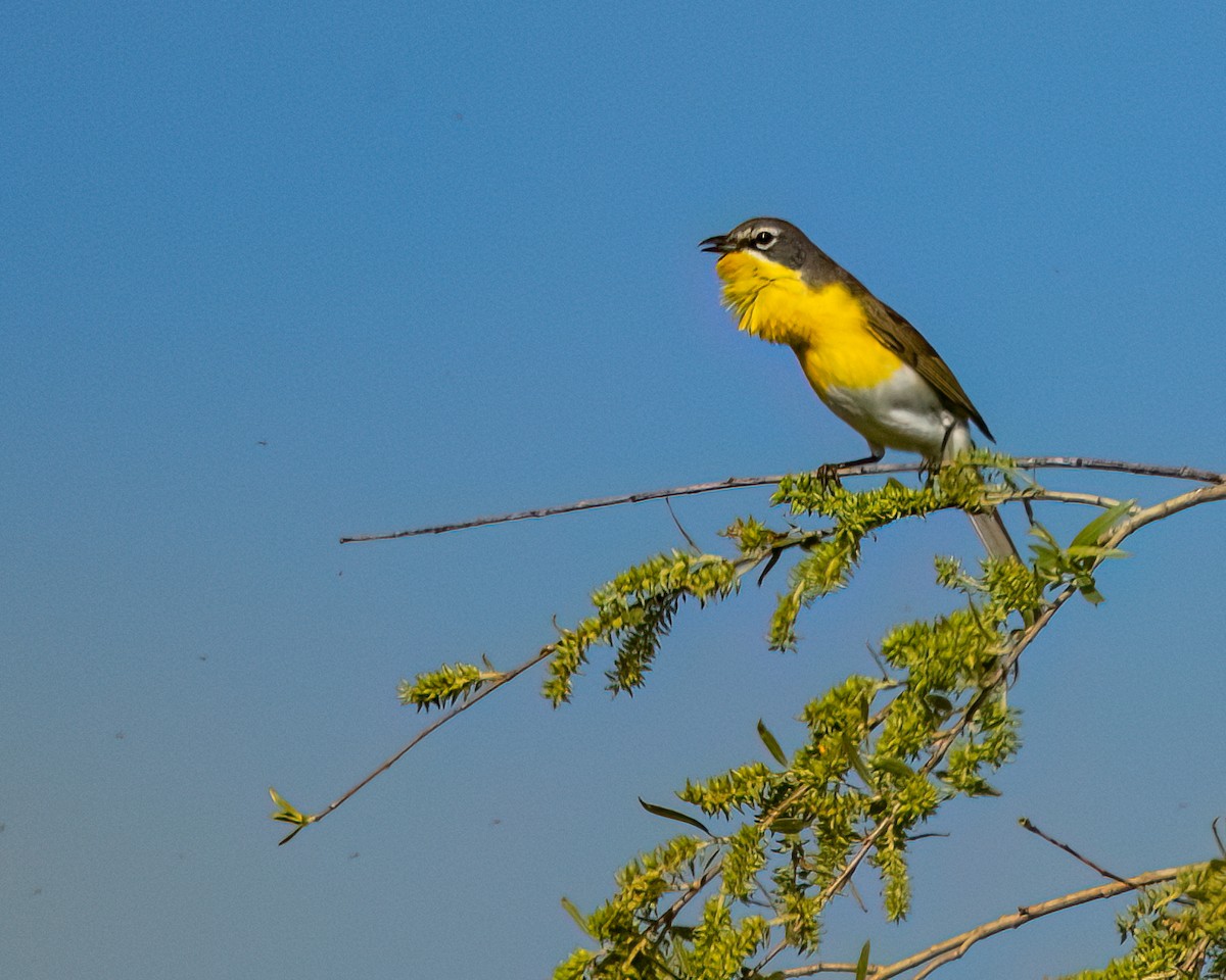 Yellow-breasted Chat - ML618057000