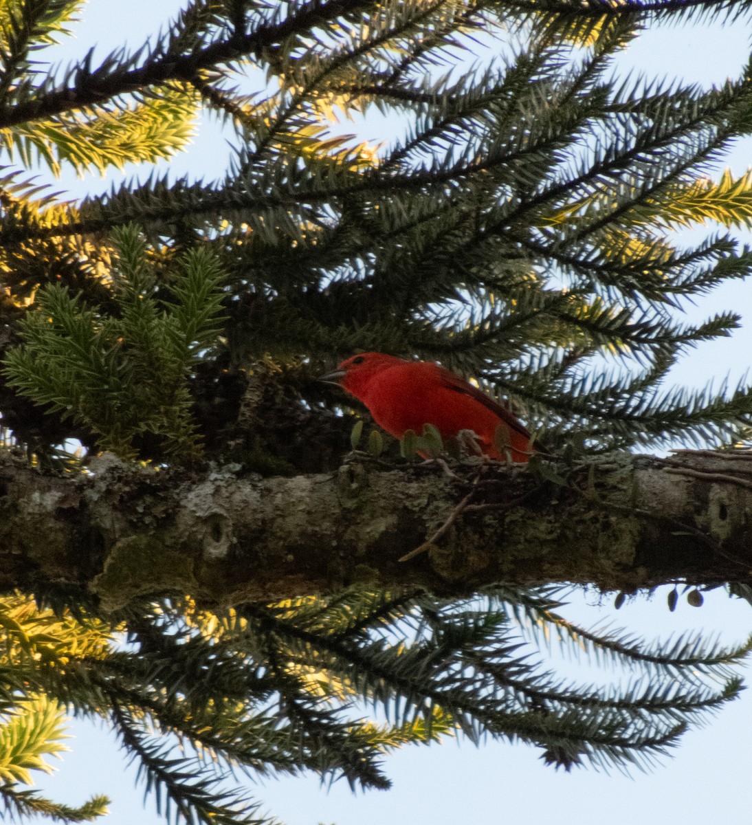 Hepatic Tanager (Lowland) - Alan Hentz