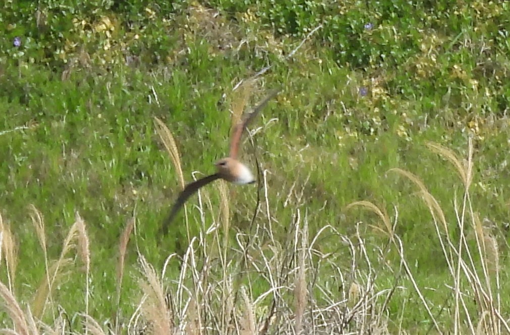 Oriental Pratincole - Yoshio Akasaka