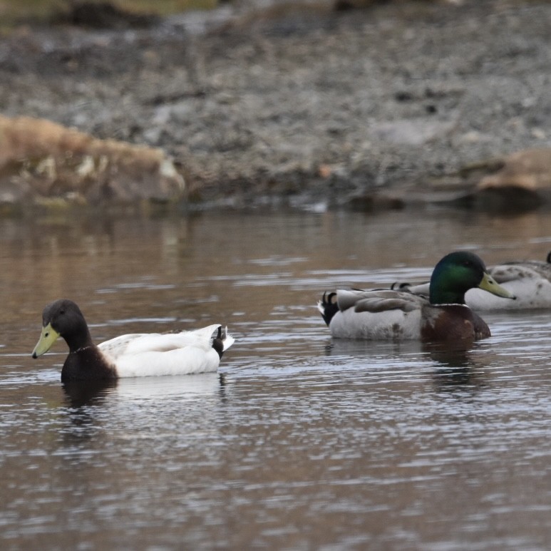 Mallard (Domestic type) - Jennifer Halter