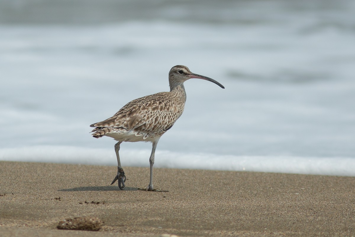 Regenbrachvogel - ML618057098