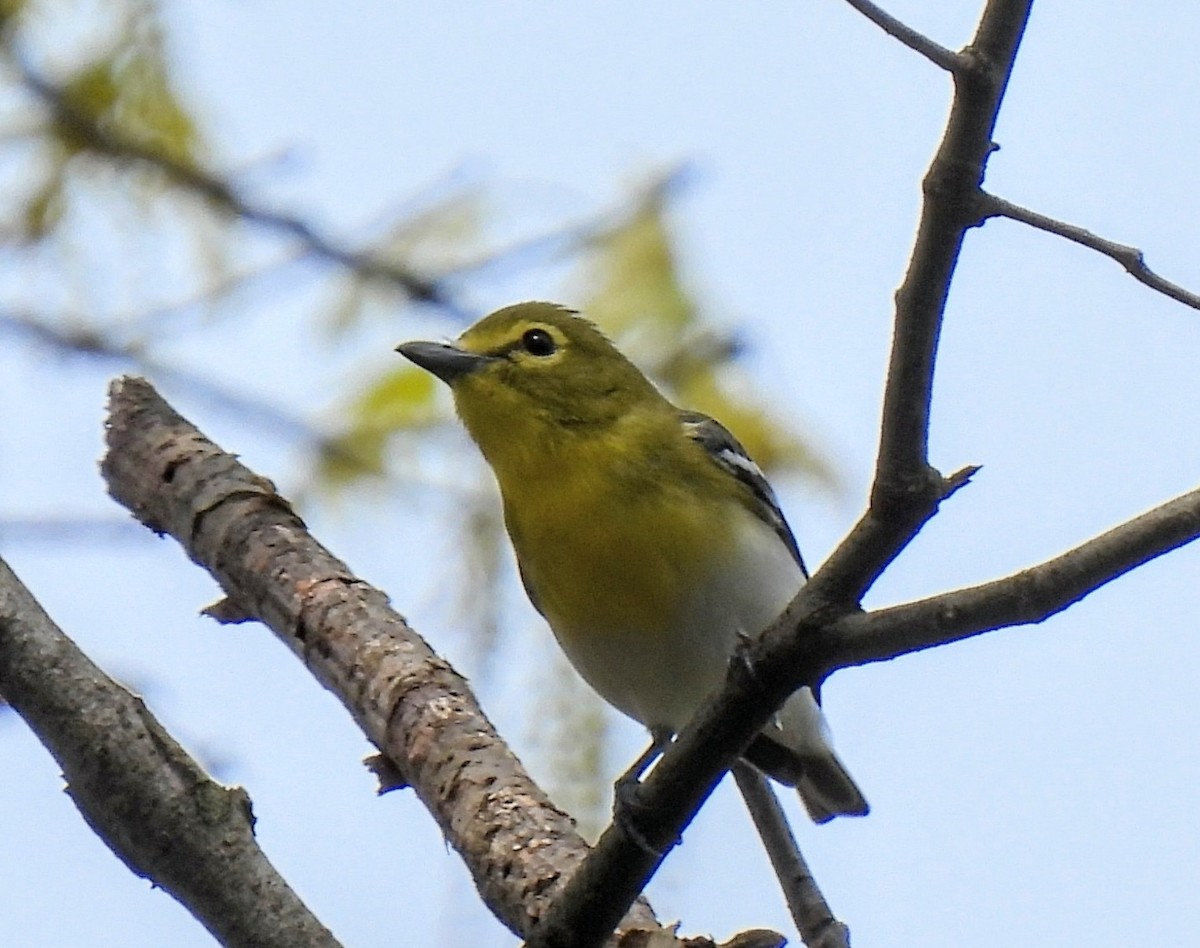 Viréo à gorge jaune - ML618057102