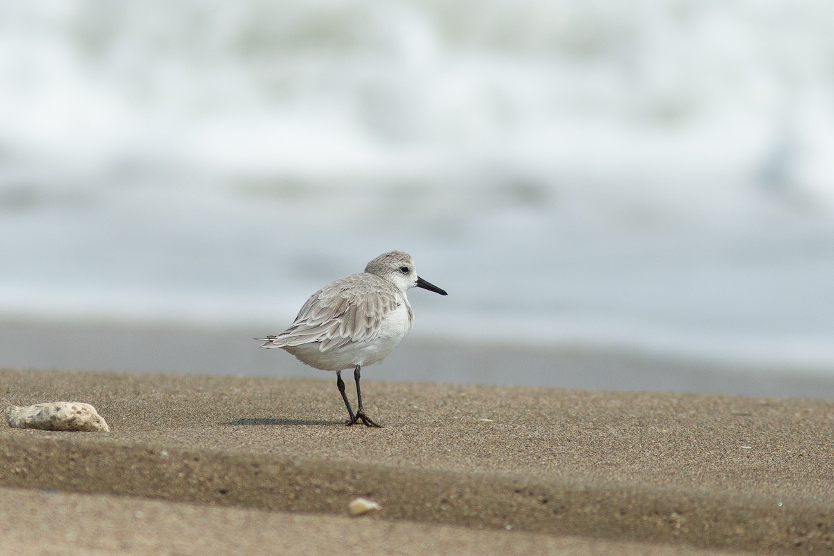 Sanderling - ML618057106