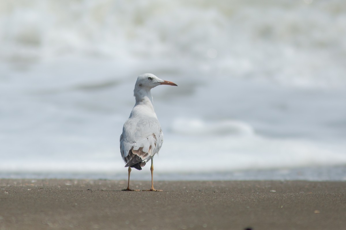 Slender-billed Gull - ML618057111