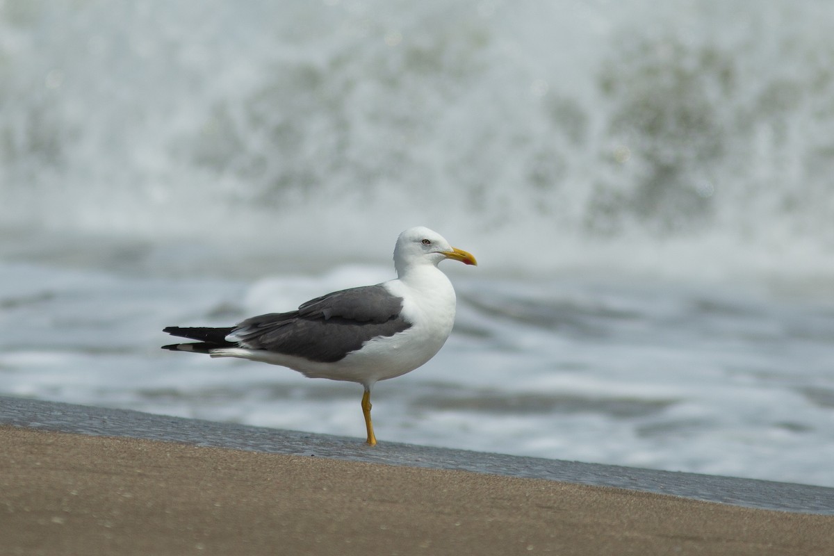 Lesser Black-backed Gull (Heuglin's) - ML618057117