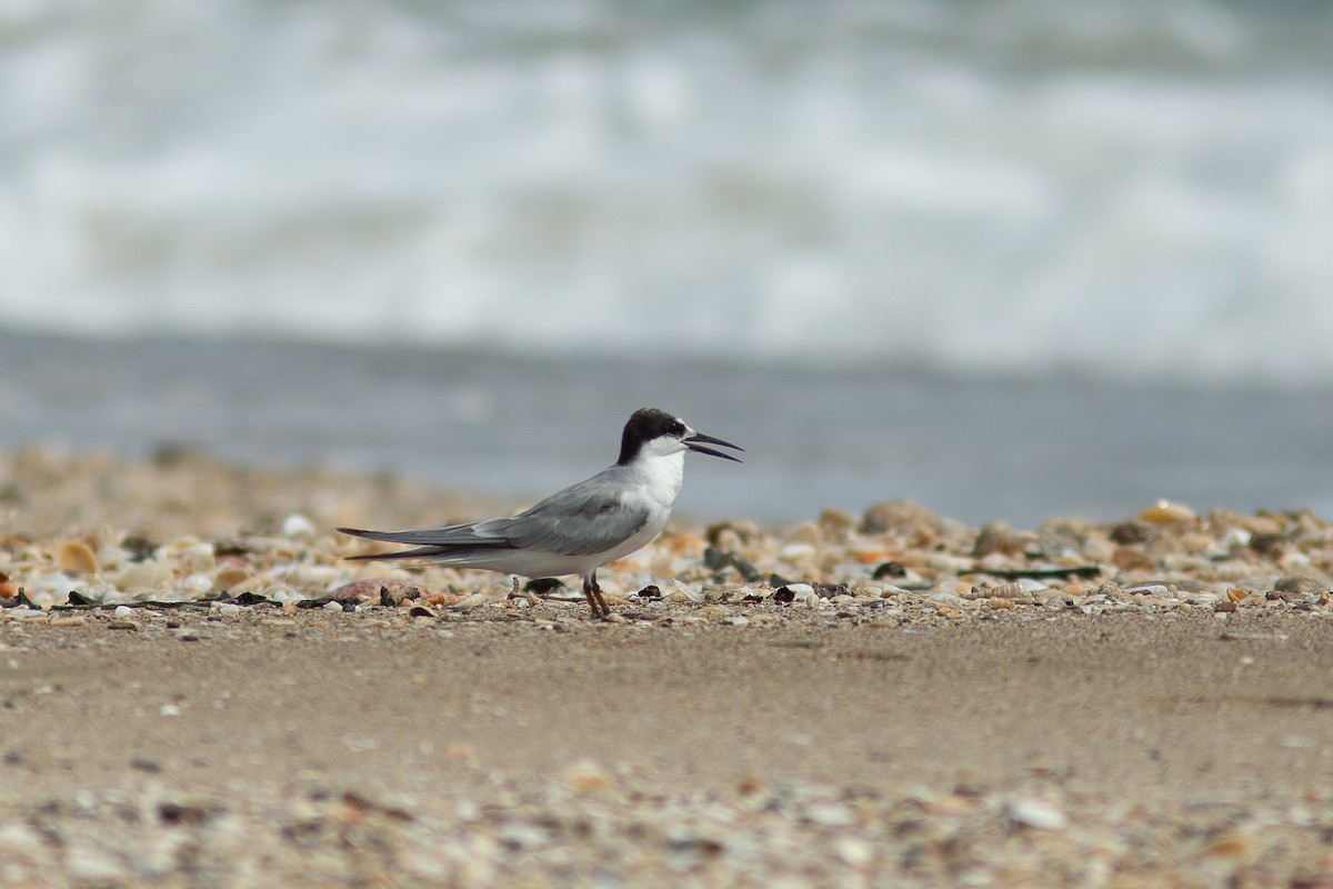 Little/Saunders's Tern - ML618057129