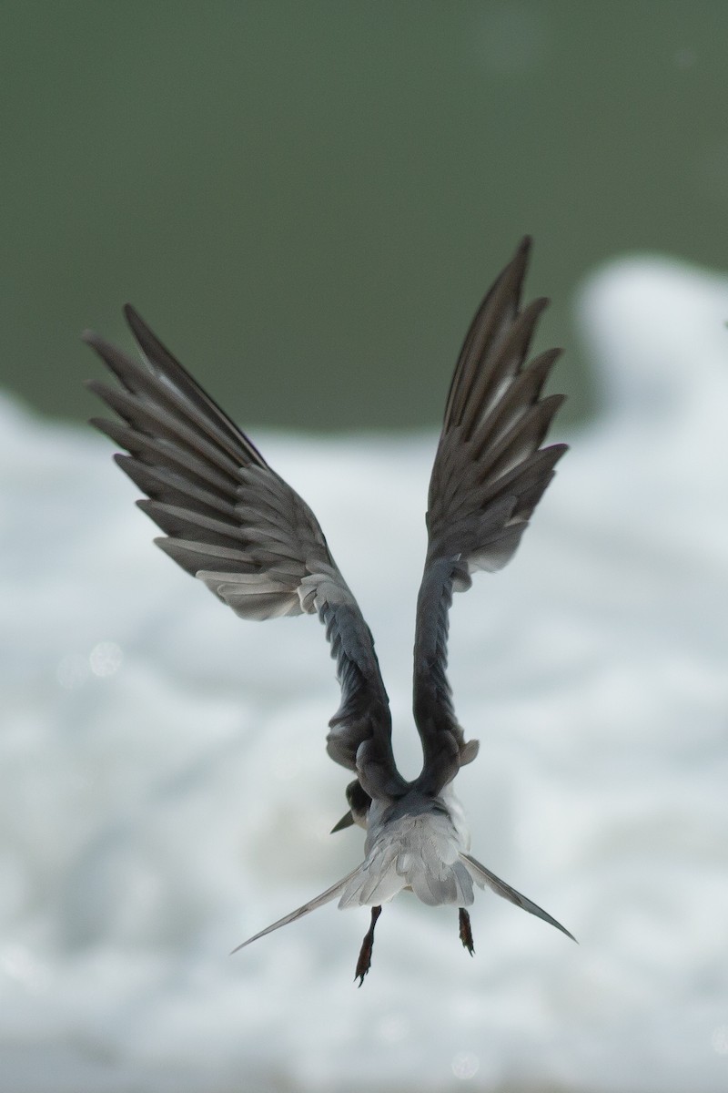 White-cheeked Tern - ML618057135