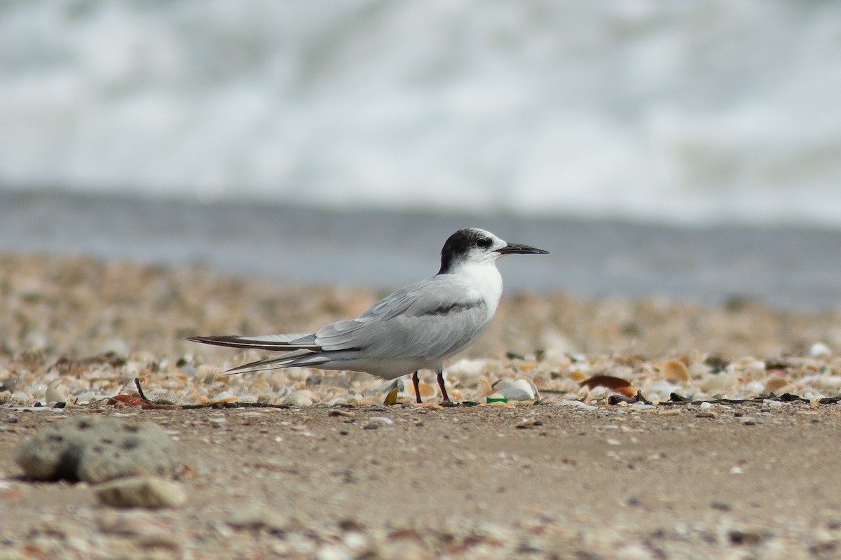 White-cheeked Tern - Morten Lisse