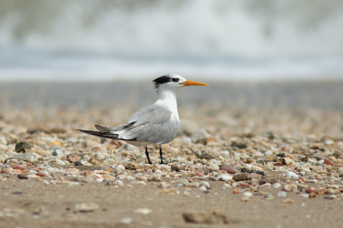 Lesser Crested Tern - ML618057172