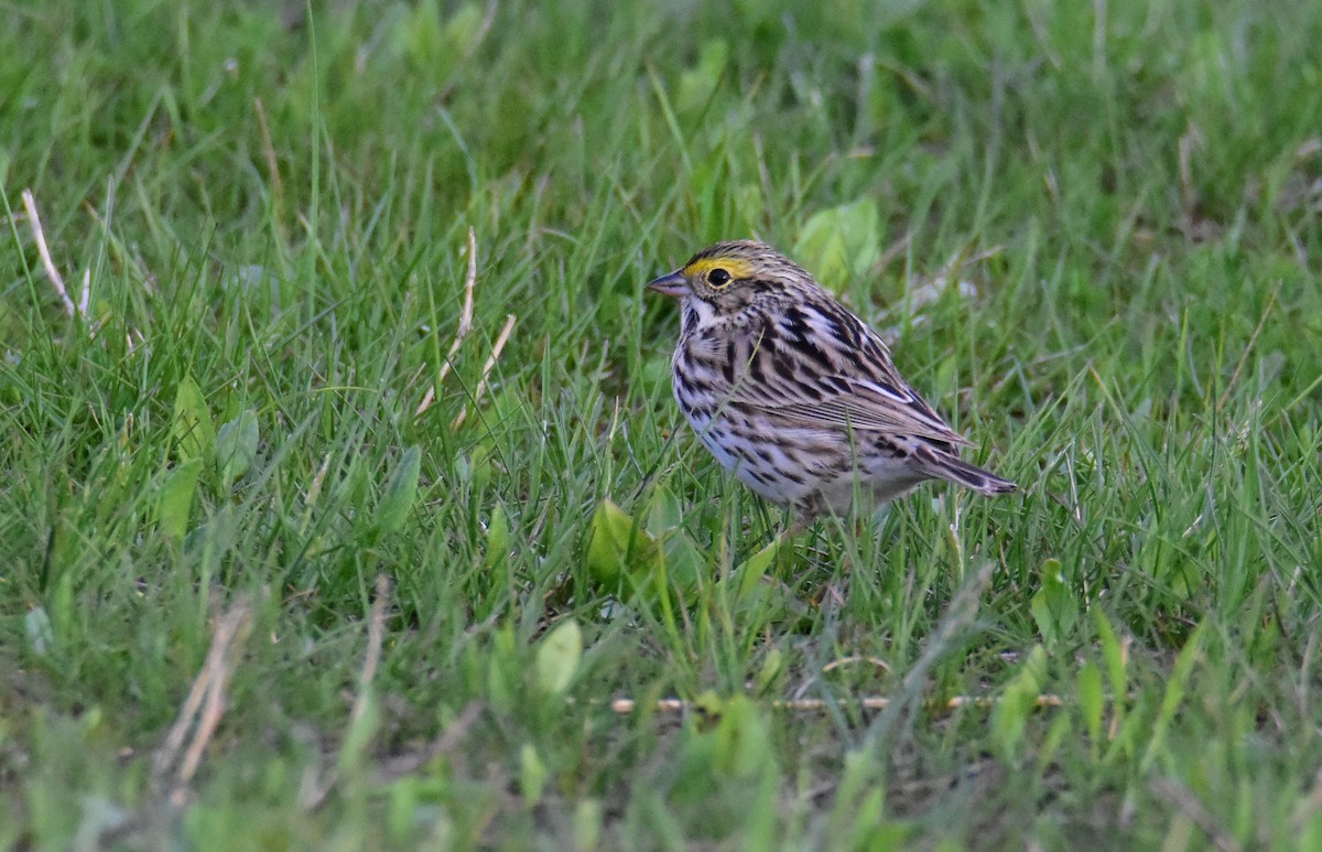 Savannah Sparrow - ML618057178