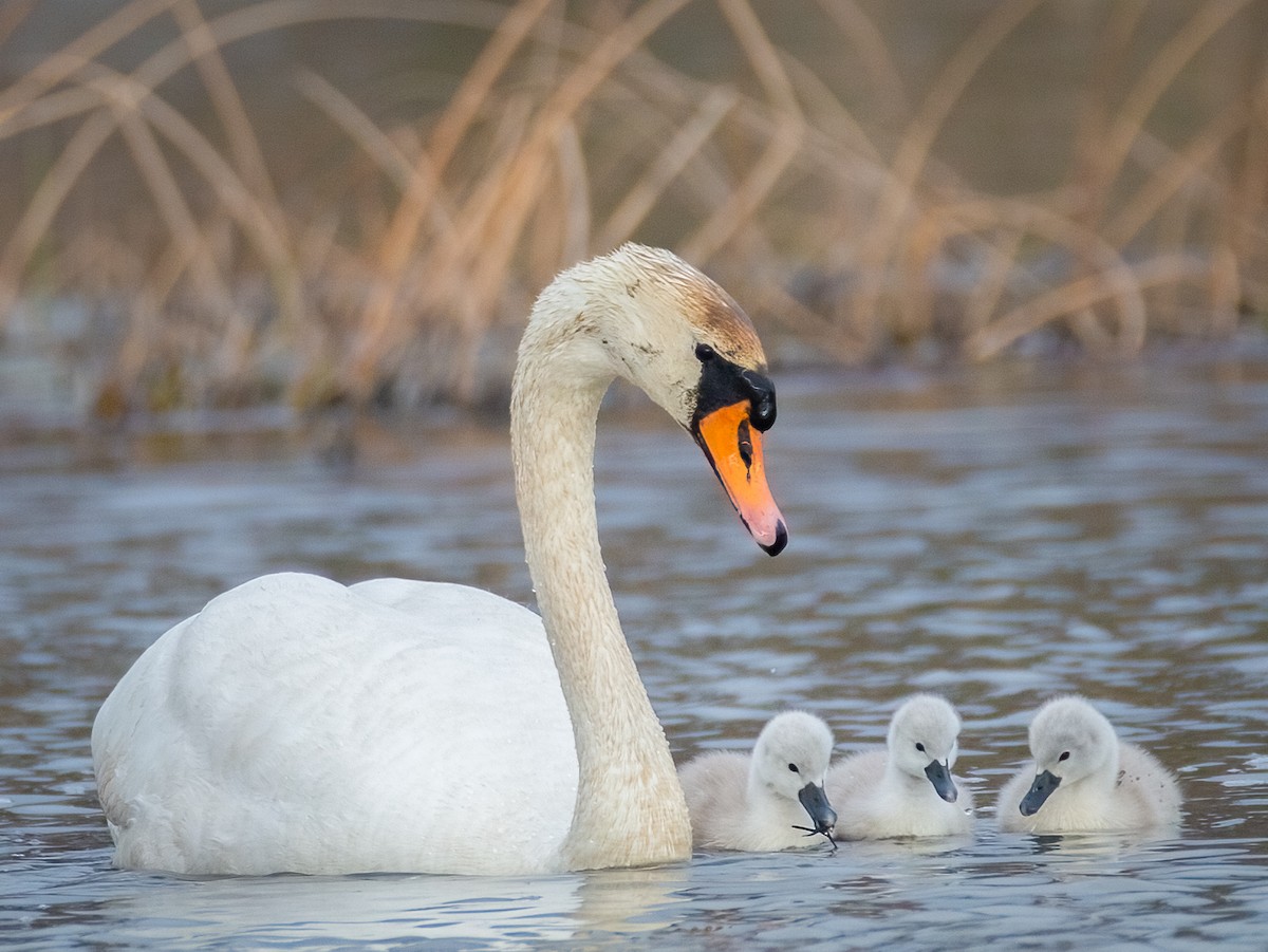 Mute Swan - ML618057222