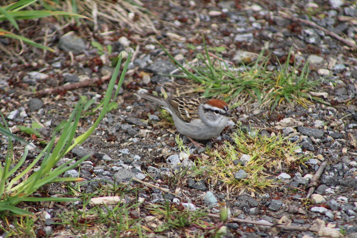 Chipping Sparrow - Jennifer Burko