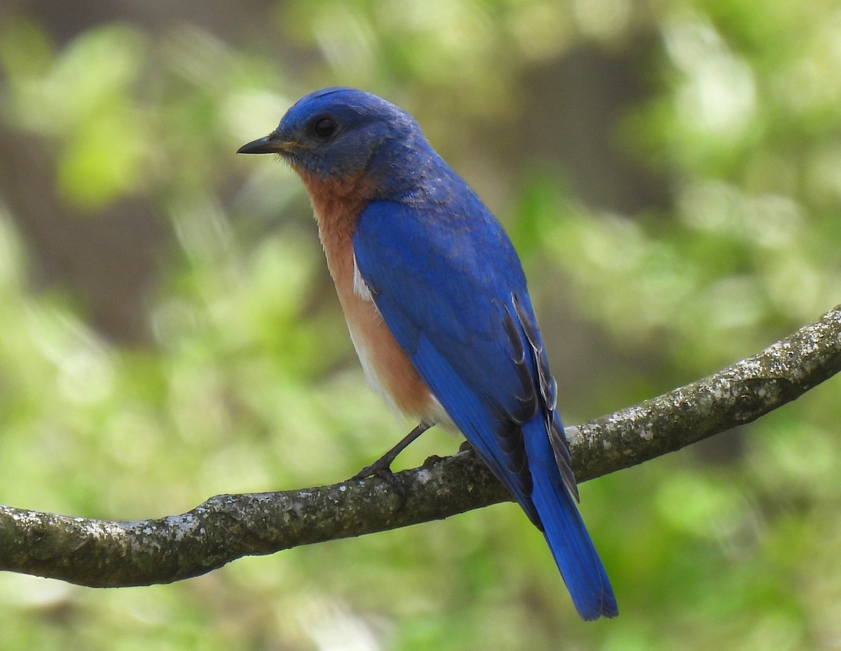 Eastern Bluebird - ML618057271