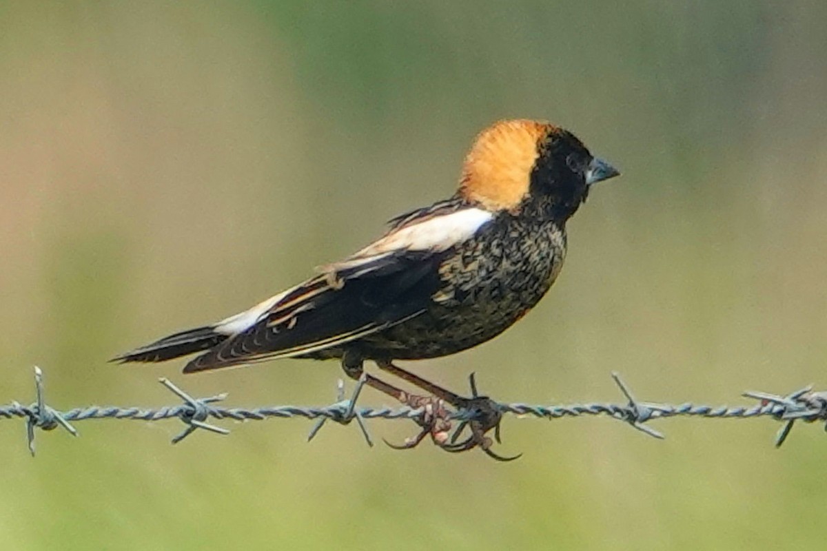 Bobolink - ML618057275