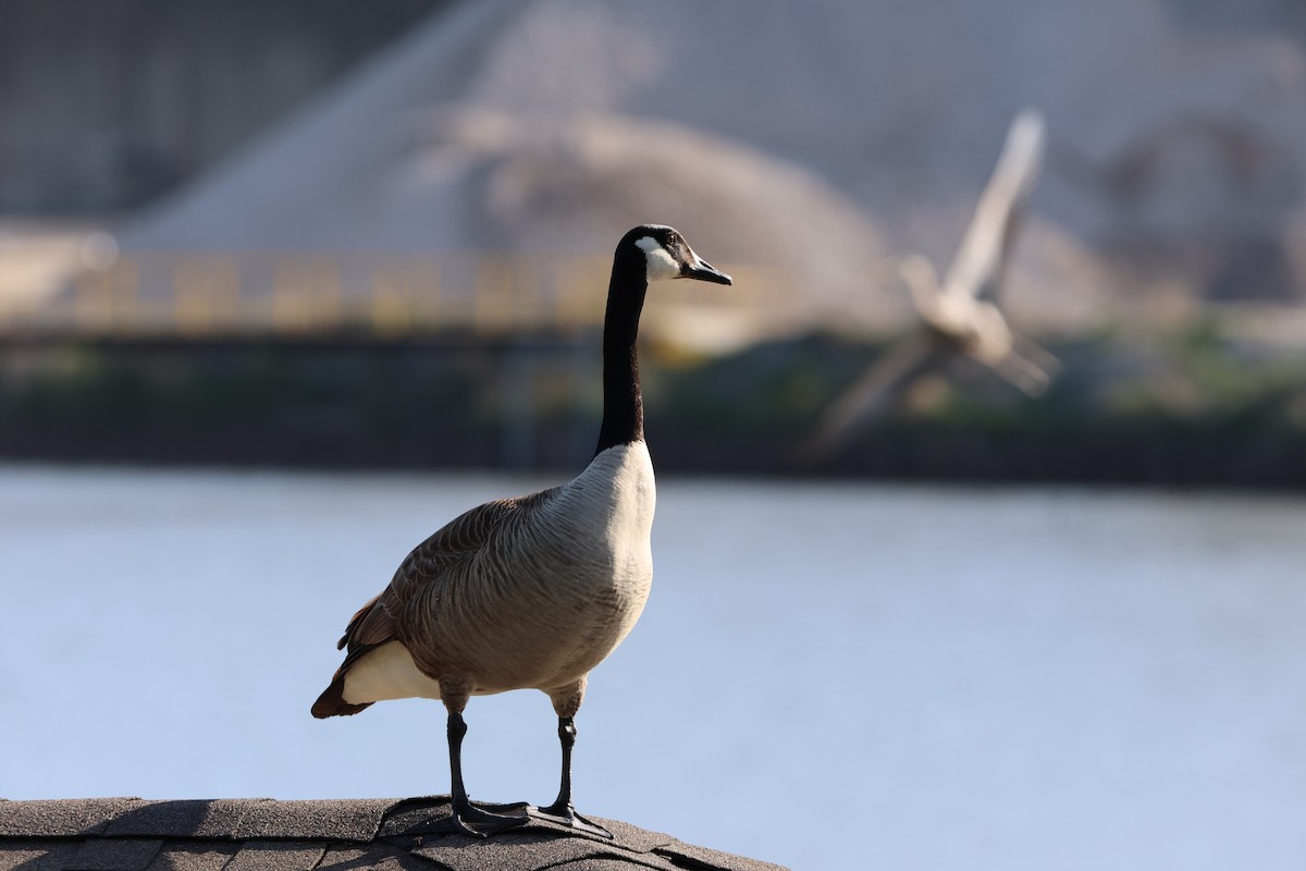 Canada Goose - ML618057370