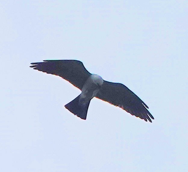 Mississippi Kite - ML618057410