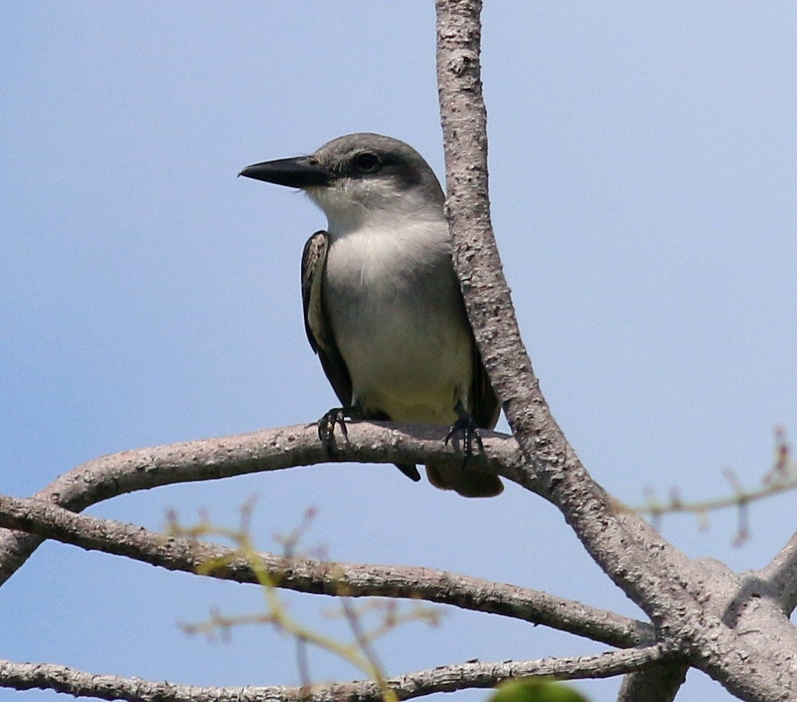 Gray Kingbird - ML618057448