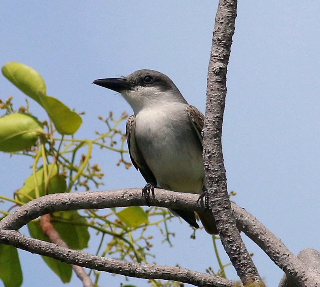 Gray Kingbird - ML618057453