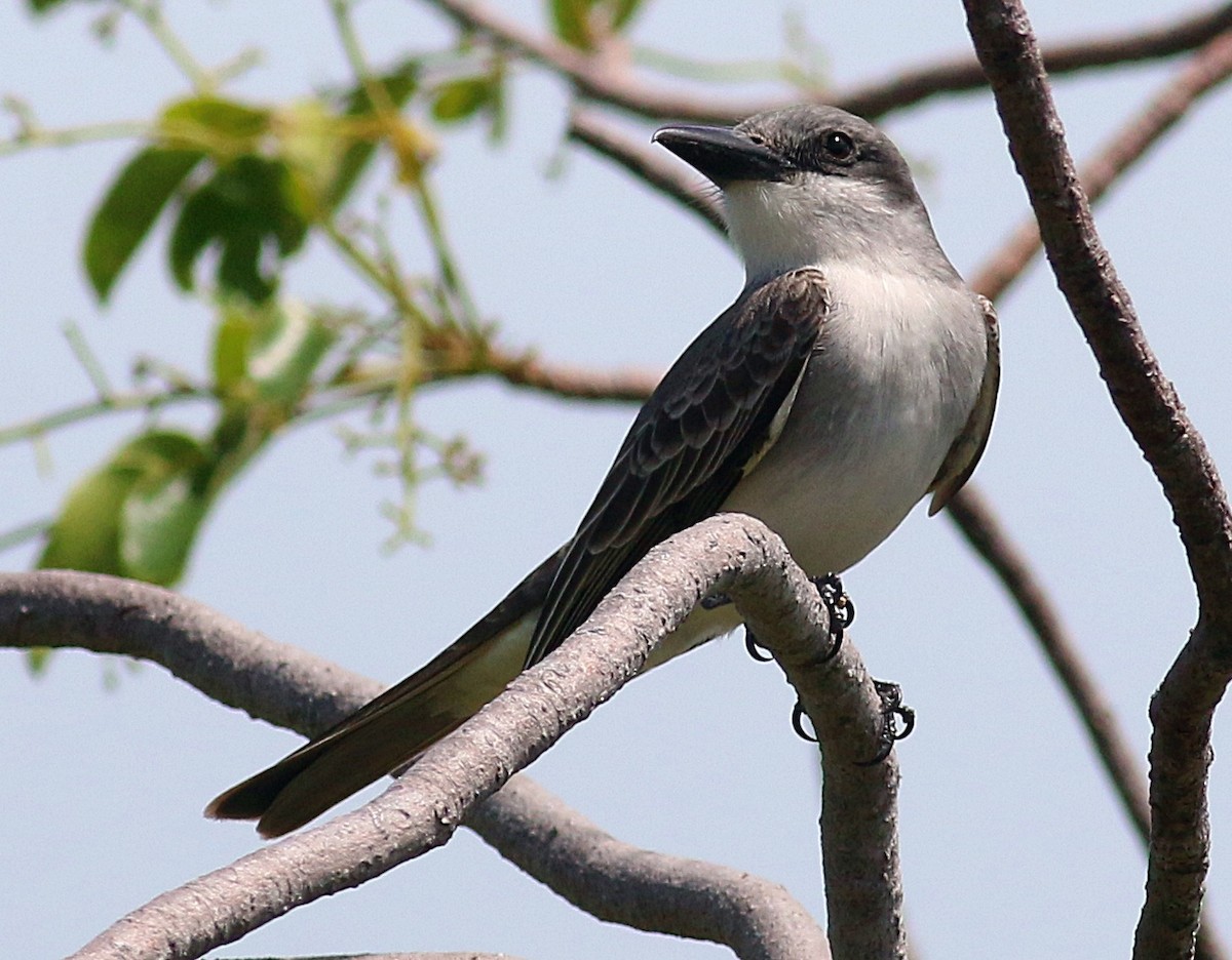 Gray Kingbird - ML618057459