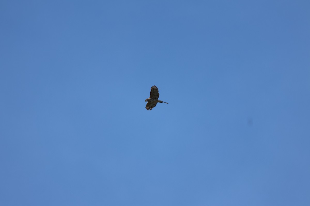 Northern Harrier - ML618057461