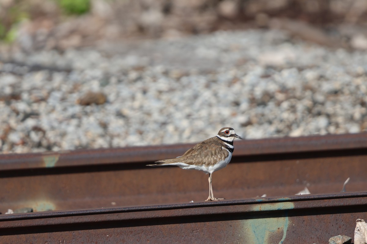 Killdeer - ML618057483