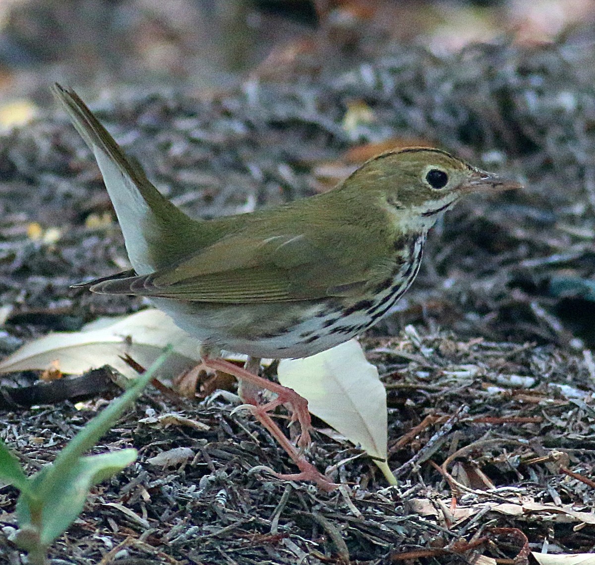 カマドムシクイ - ML618057498