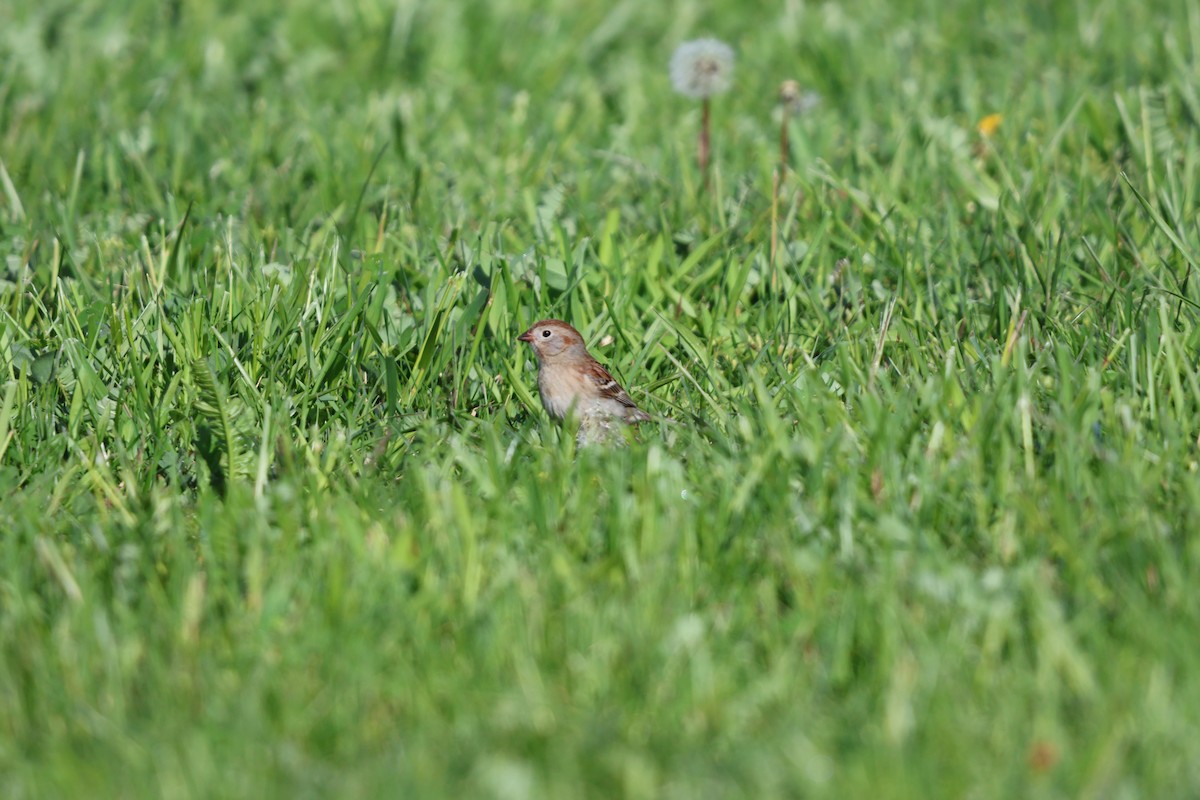 Field Sparrow - ML618057513