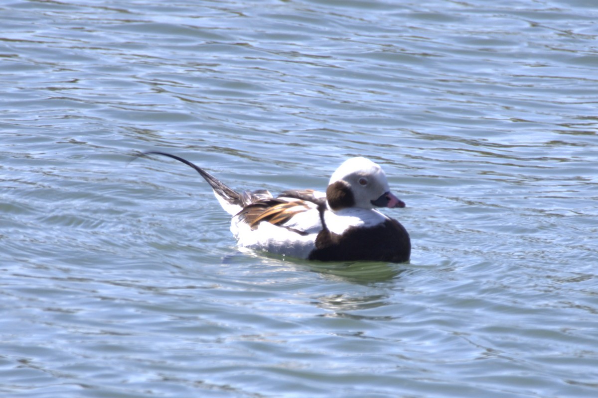 Long-tailed Duck - Ian Wojcik