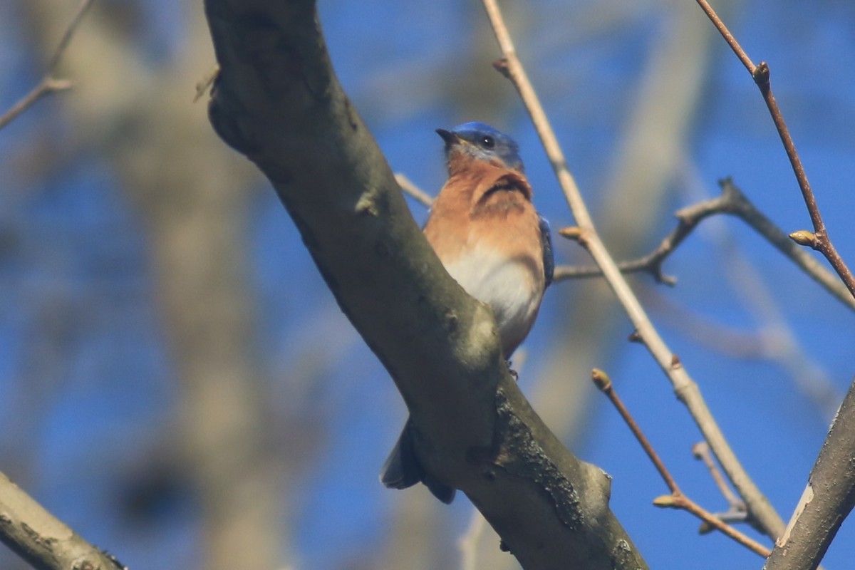 Eastern Bluebird - Jennifer Allison