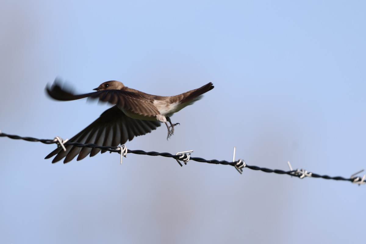 Northern Rough-winged Swallow - ML618057560